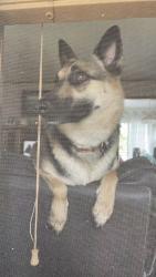 Reunited Female Dog last seen Near McGregor Dr, Rancho Cordova, CA 95670, USA, Rancho Cordova, CA 95670