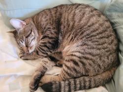 Lost Female Cat last seen River street, Boston, MA 02136