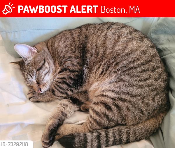 Lost Female Cat last seen River street, Boston, MA 02136