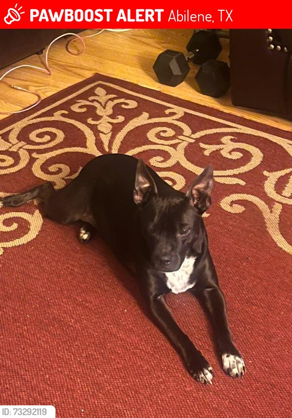 Lost Female Dog last seen Ambler Bingo, Abilene, TX 79603