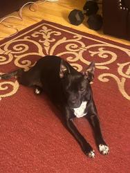Lost Female Dog last seen Ambler Bingo, Abilene, TX 79603
