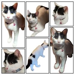 Lost Female Cat last seen SE 103rd Ave & SE Clinton St. Portland Oregon, Portland, OR 97266