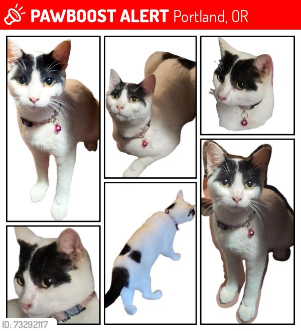 Lost Female Cat last seen SE 103rd Ave & SE Clinton St. Portland Oregon, Portland, OR 97266