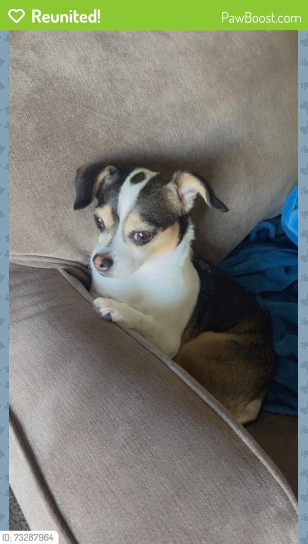 Reunited Female Dog last seen Forth Evans rd, Leesburg, VA 20176
