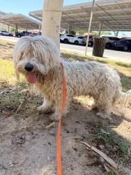 Found/Stray Male Dog last seen E Southern Ave & South 24th Street, Phoenix, AZ 85042