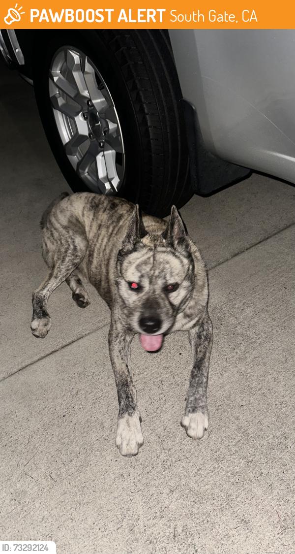 Found/Stray Unknown Dog last seen Tweedy, South Gate, CA 90280