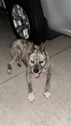 Found/Stray Unknown Dog last seen Tweedy, South Gate, CA 90280