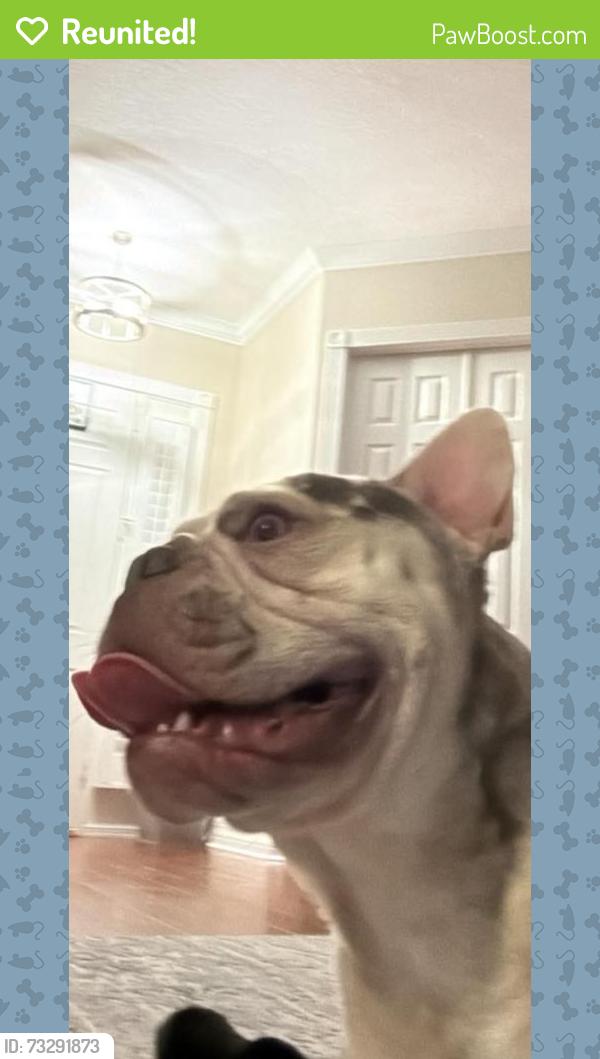 Reunited Male Dog last seen Greenbrook, Lakewood Ranch, FL 34202