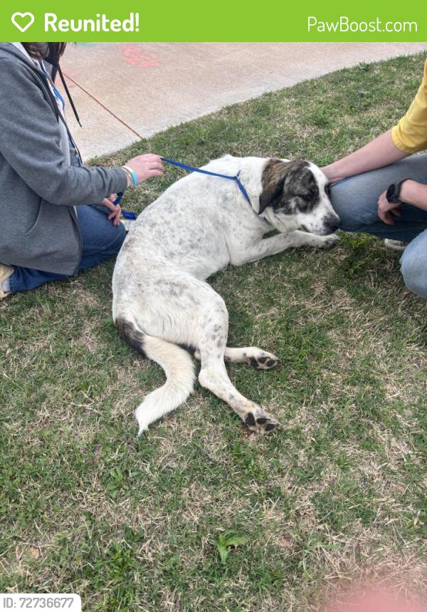 Reunited Female Dog last seen Willa Way and Britton Road, Jones, OK 73049