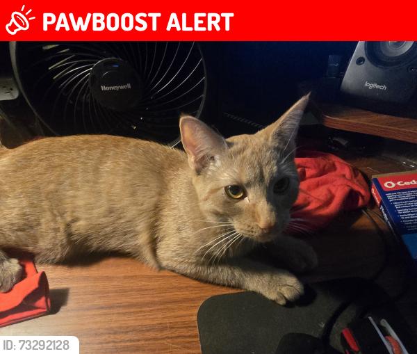 Lost Female Cat last seen Near dalrymple rd Chesapeake beach md 20732, Chesapeake Beach, MD 20732