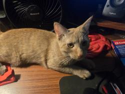 Lost Female Cat last seen Near dalrymple rd Chesapeake beach md 20732, Chesapeake Beach, MD 20732