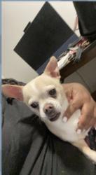 Reunited Male Dog last seen Salem Springs, Winston-Salem, NC 27107