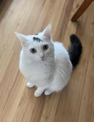 Reunited Female Cat last seen Van Buren Rd & Berkeley Ave, Menlo Park, CA 94025