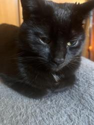 Reunited Female Cat last seen by east high school on the east side of madison, Madison, WI 53704