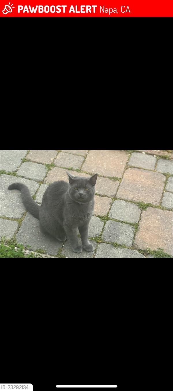 Lost Male Cat last seen Silverado Trail, Napa, CA 94559