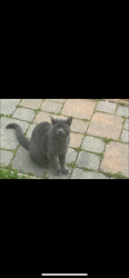 Lost Male Cat last seen Silverado Trail, Napa, CA 94559
