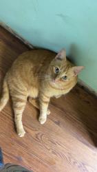 Lost Male Cat last seen McIntyre Rd, Loves creek park, Knoxville, TN 37924