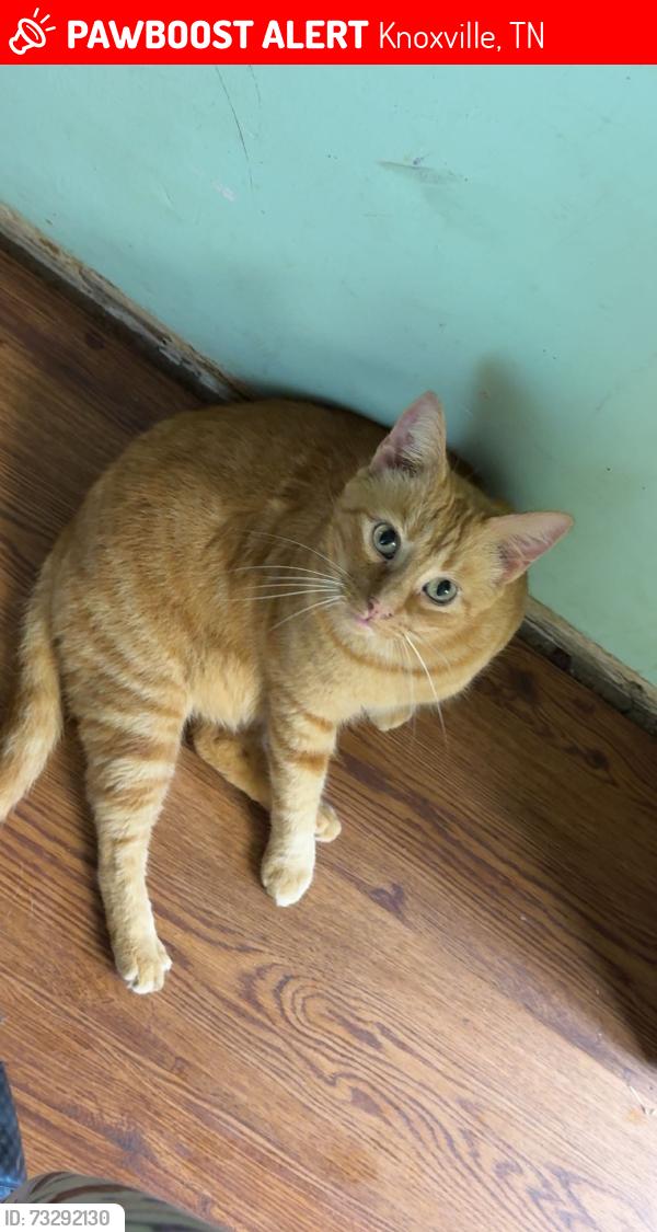 Lost Male Cat last seen McIntyre Rd, Loves creek park, Knoxville, TN 37924