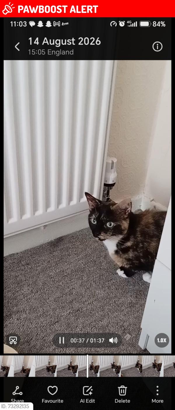 Lost Female Cat last seen Turves green area, West Midlands, England B31 3ST