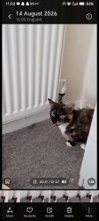 Lost Female Cat last seen Turves green area, West Midlands, England B31 3ST