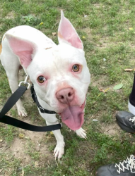 Shelter Stray Male Dog last seen found in the area of 4030 Pratt Avenue, BRONX, NY, 10466, 326 E 110th St, New York, NY 10029, USA