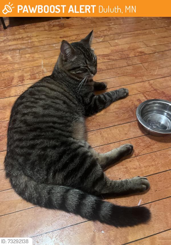 Found/Stray Female Cat last seen Off of woodland Ave on Carlisle Ave, Duluth, MN 55803
