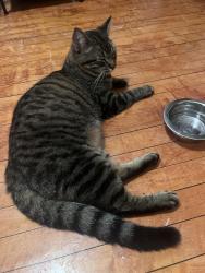 Found/Stray Female Cat last seen Off of woodland Ave on Carlisle Ave, Duluth, MN 55803
