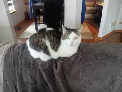 Lost Male Cat last seen Neutrenton Ave, Elgin, IL 60120