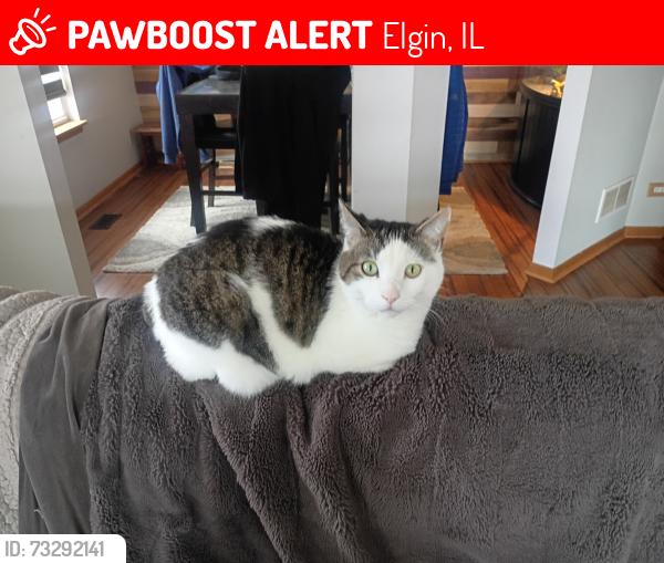 Lost Male Cat last seen Neutrenton Ave, Elgin, IL 60120