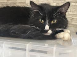 Lost Male Cat last seen Near St James’ Memorial, Belfast, Northern Ireland BT12 6HN
