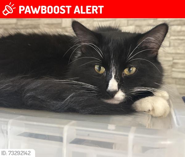 Lost Male Cat last seen Near St James’ Memorial, Belfast, Northern Ireland BT12 6HN