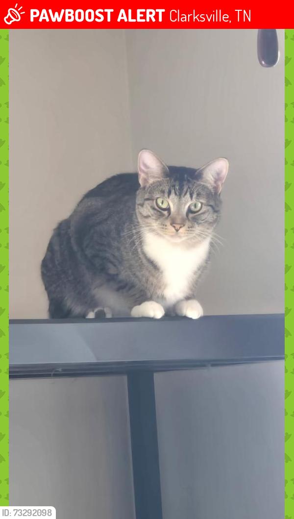 Lost Male Cat last seen Wickersham — Farmington Subdivision Knoxville to, Clarksville, TN 37043