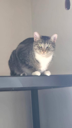 Lost Male Cat last seen Wickersham — Farmington Subdivision Knoxville to, Clarksville, TN 37043