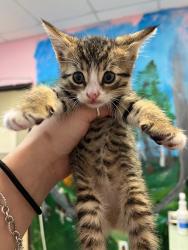 Shelter Stray Female Cat last seen Bexar County, 3353 Morningside Dr, New Braunfels, TX 78132, USA