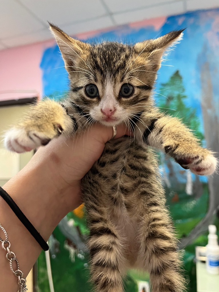 Shelter Stray Female Cat last seen Bexar County, 3353 Morningside Dr, New Braunfels, TX 78132, USA