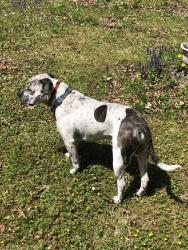 Reunited Male Dog last seen LAST SEEN COUNTRY JUNCTION AREA RT 209 , FOREST INN RD, Lehighton, PA 18235