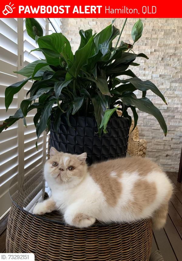Lost Male Cat last seen Kingsford, Hamilton, QLD 4007