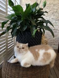 Lost Male Cat last seen Kingsford, Hamilton, QLD 4007