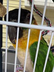 Lost Female Bird last seen 23 mile road and Callens , Baytown/Embassy, New Baltimore, MI 48047