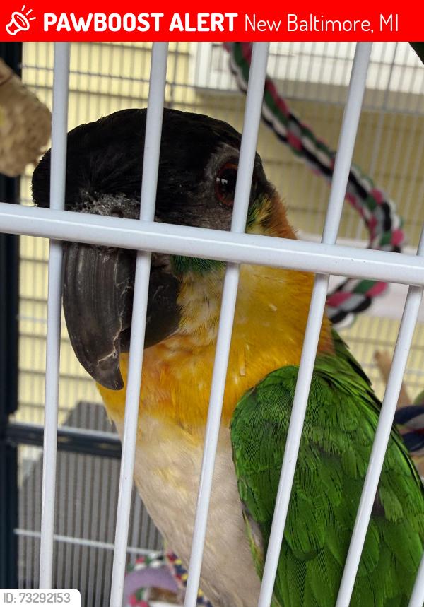 Lost Female Bird last seen 23 mile road and Callens , Baytown/Embassy, New Baltimore, MI 48047