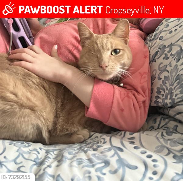 Lost Female Cat last seen Birch crest, Cropseyville, NY 12052