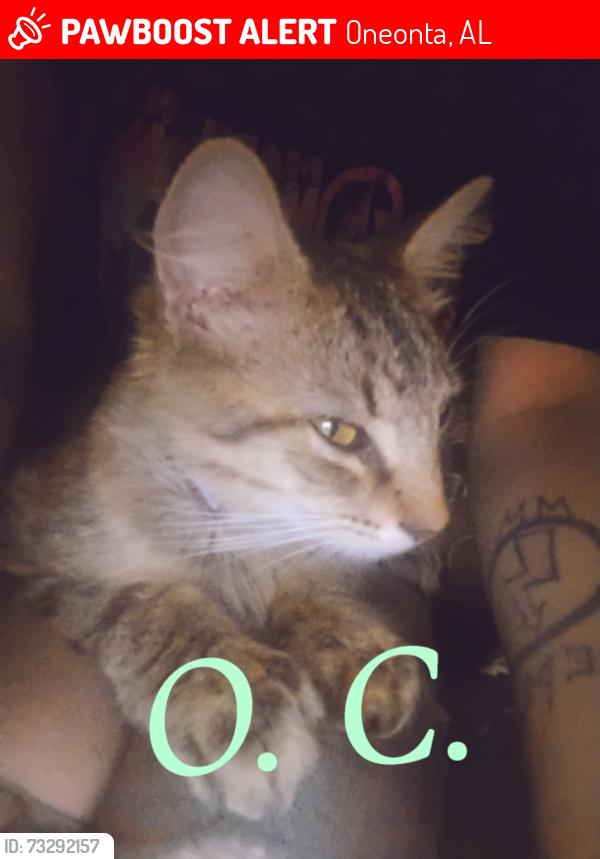 Lost Male Cat last seen Flagpole company inc., Taits Gap Baptist Church, Oneonta, AL 35121
