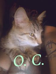 Lost Male Cat last seen Flagpole company inc., Taits Gap Baptist Church, Oneonta, AL 35121