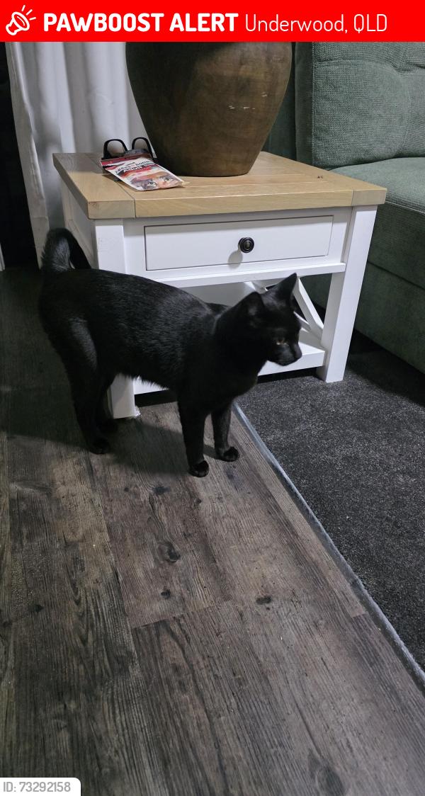 Lost Female Cat last seen Underwood, Underwood, QLD 4119