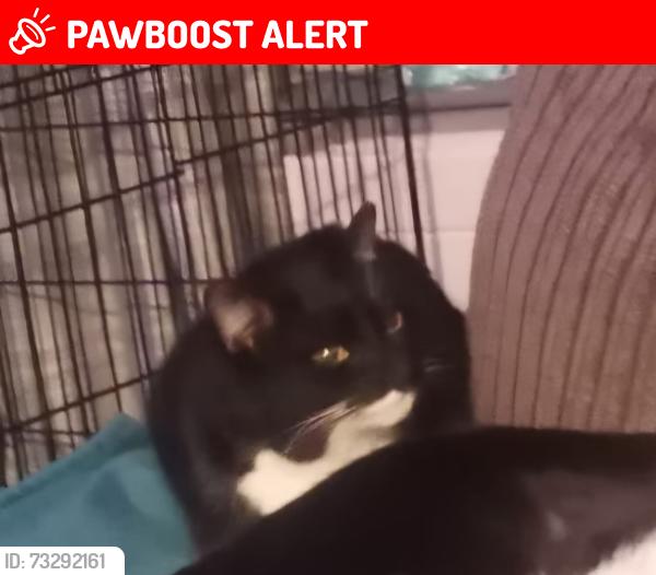 Lost Female Cat last seen Tullloch primary, Perth and Kinross, Scotland 