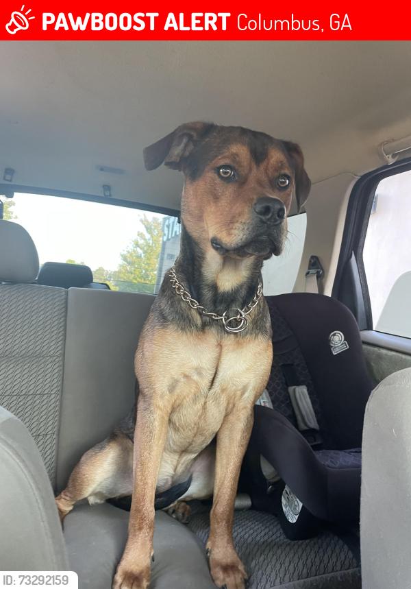Lost Male Dog last seen buena vista rd, we stay right off the exit on Brighton rd. He was last seen going into the apmts cross the street. We’ve searched., Columbus, GA 31907