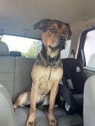 Lost Male Dog last seen buena vista rd, we stay right off the exit on Brighton rd. He was last seen going into the apmts cross the street. We’ve searched., Columbus, GA 31907