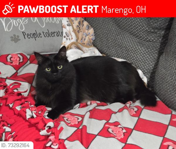 Lost Male Cat last seen the area of County Road 24 and Township Road 223., Marengo, OH 43334