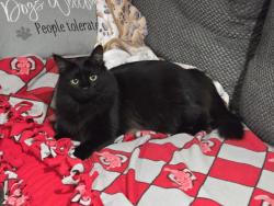 Lost Male Cat last seen the area of County Road 24 and Township Road 223., Marengo, OH 43334