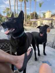 Reunited Male Dog last seen Got out of our backyard while out for the evening between 7 and midnight., Oceanside, CA 92056